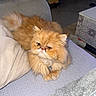 cat, persian_cat, orange_cat, fluffy, pet, indoor, couch, blanket, furniture, home, relaxing, animal, whiskers, fur, face, eyes, tail, cozy, resting, cute