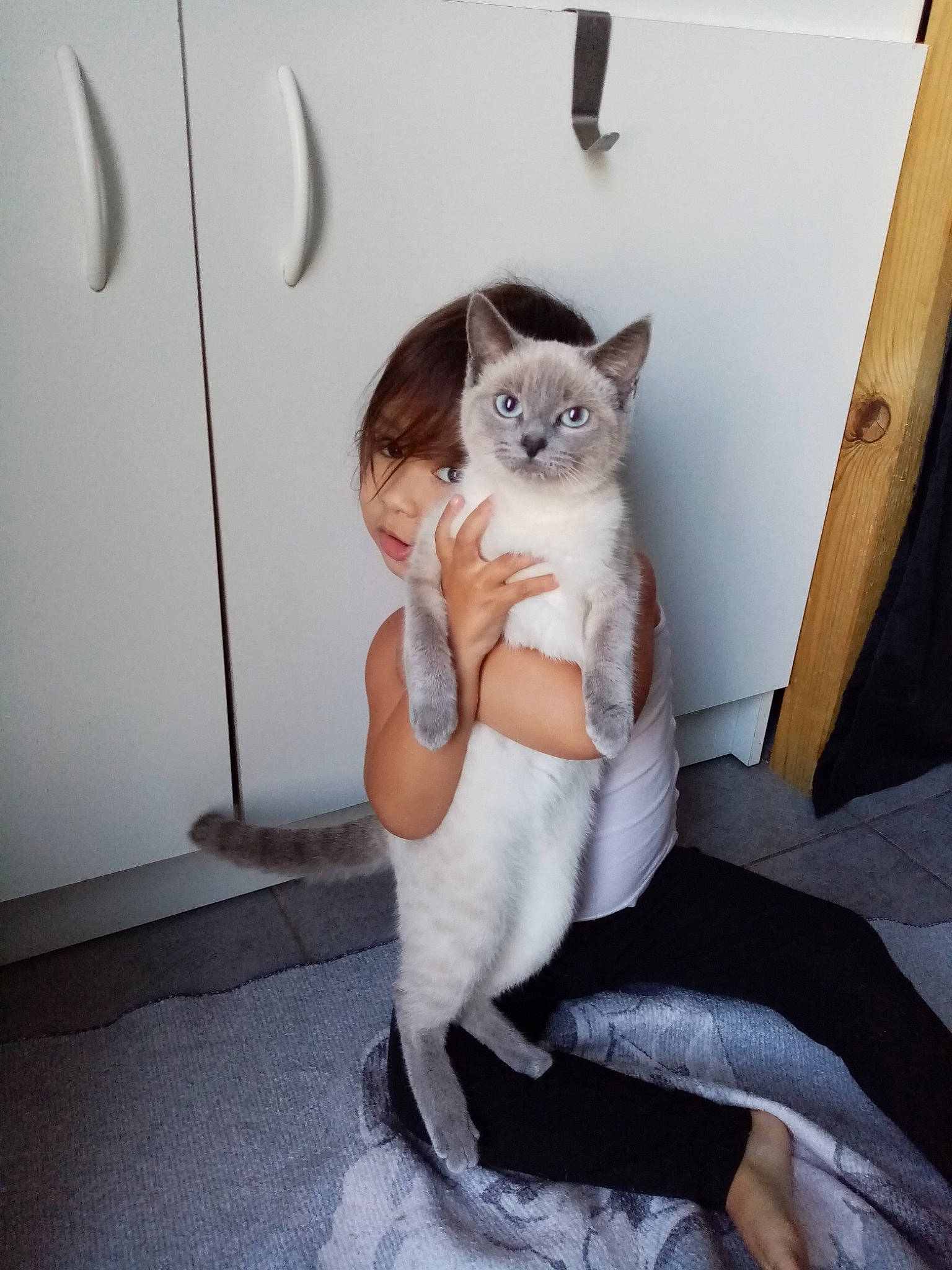 Nala a rejoint le concours — aidez-le/la à gagner de superbes lots ! arm, carnivore, cat, comfort, domestic_short_haired_cat, eye, fawn, felidae, flooring, fur, grey, human_leg, leg, paw, sitting, small_to_medium_sized_cats, stairs, t_shirt, tail, whiskers