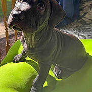 Max is registered to the contest to win money with this photo: puppy, dog, black_dog, pet, indoor, cushion, green, sunlight, wooden_railings, curious, cute, young_dog, sitting, fur, animal, companion, domestic, closeup, portrait, paw