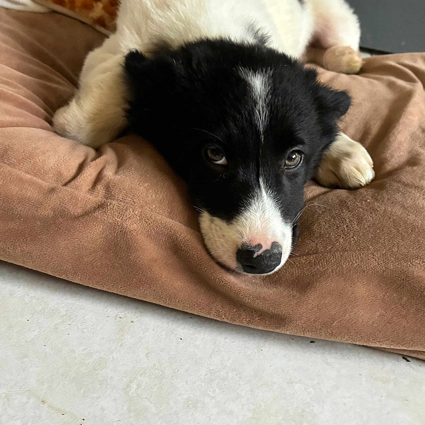Aïko a rejoint le concours — aidez-le/la à gagner de superbes lots ! adorable, animal, black_and_white, companion, cozy, cushion, cute, dog, floor, fur, indoor, looking_up, lying_down, nose, paw, pet, puppy, resting, soft, young_dog