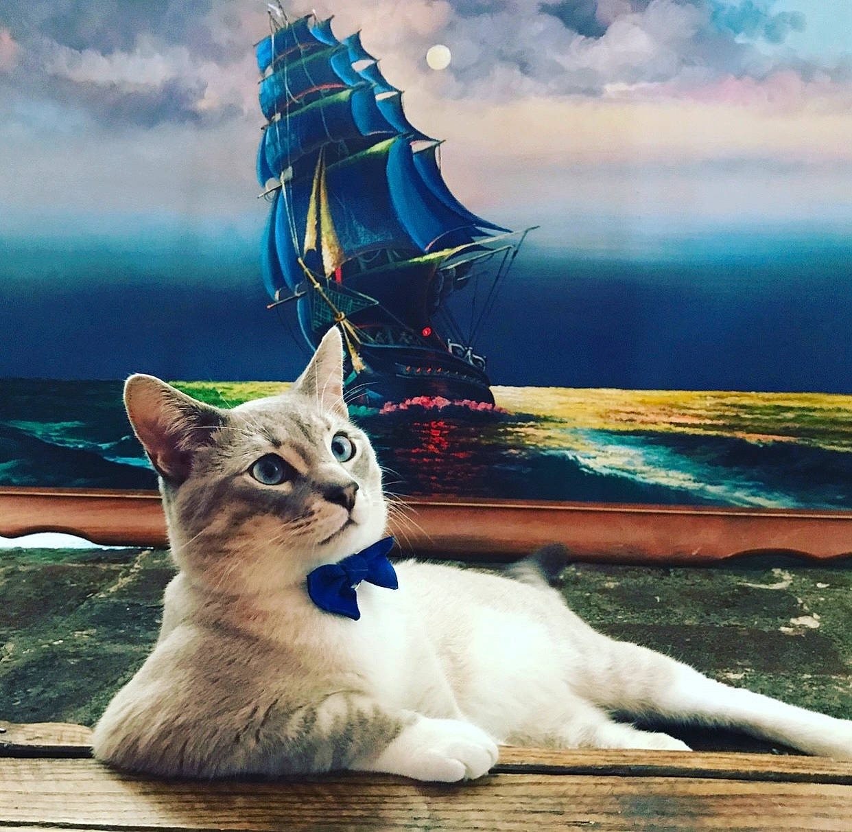 Günther is registered to the contest to win money with this photo: art, carnivore, cat, cloud, fawn, felidae, fur, grass, happy, illustration, morning, nature, paint, painting, sky, small_to_medium_sized_cats, sunlight, tail, water, whiskers