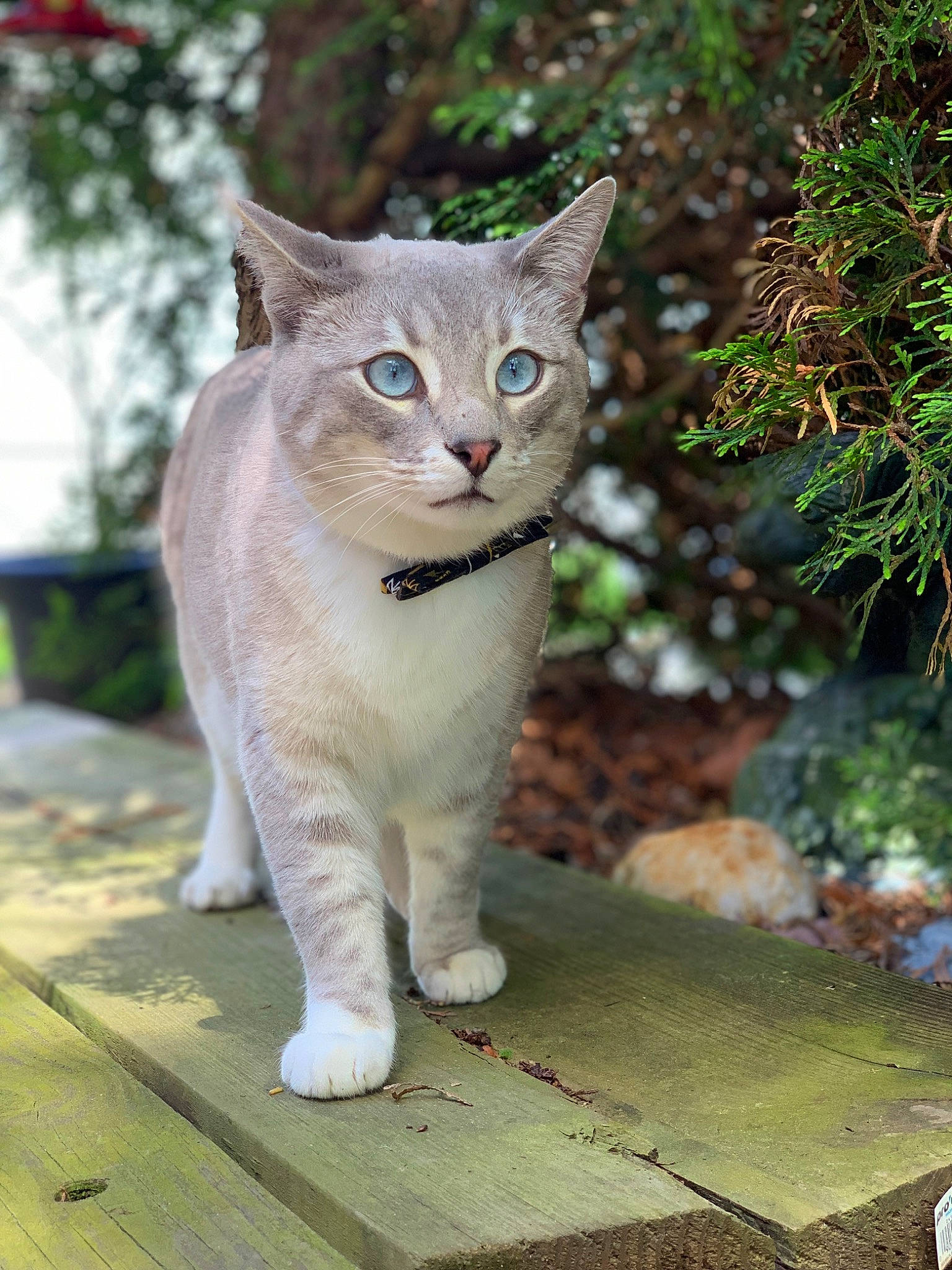 Günther joined the competition — help win amazing prizes! carnivore, cat, domestic_short_haired_cat, eye, fawn, felidae, fur, grass, groundcover, leaf, paw, plant, small_to_medium_sized_cats, snout, tail, terrestrial_animal, tree, whiskers, wildlife, wood