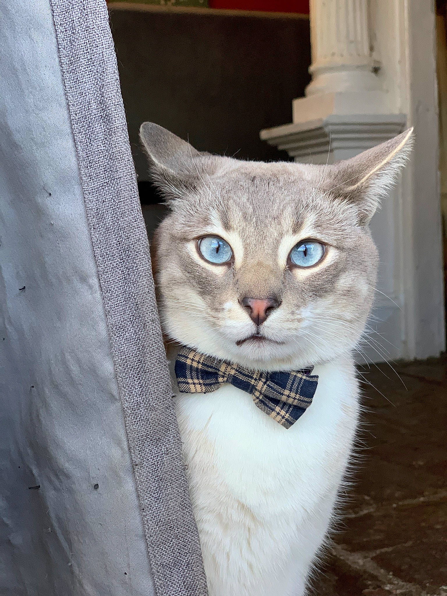 Günther is registered to the contest to win money with this photo: carnivore, cat, cat_furniture, cat_supply, collar, domestic_short_haired_cat, door, electric_blue, eye, fashion_accessory, fawn, felidae, fur, grey, pet_supply, small_to_medium_sized_cats, snout, tail, whiskers, window