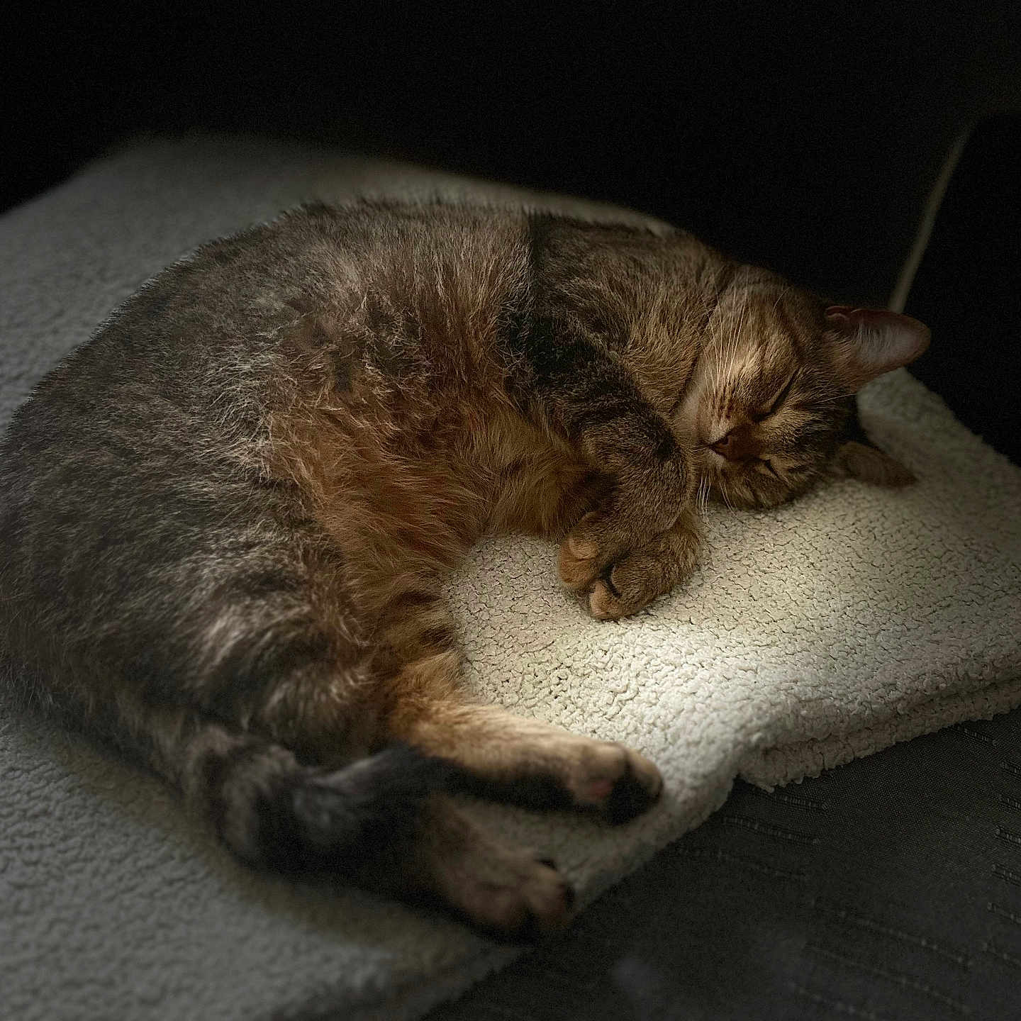 Poppy participe au concours pour gagner de l'argent avec cette photo : abyssinian, animal, bed, bedroom, blanket, cat, couch, cushion, furniture, hardwood, homedecor, indoors, kitten, manx, person, pet, quilt, room, sleeping, wood