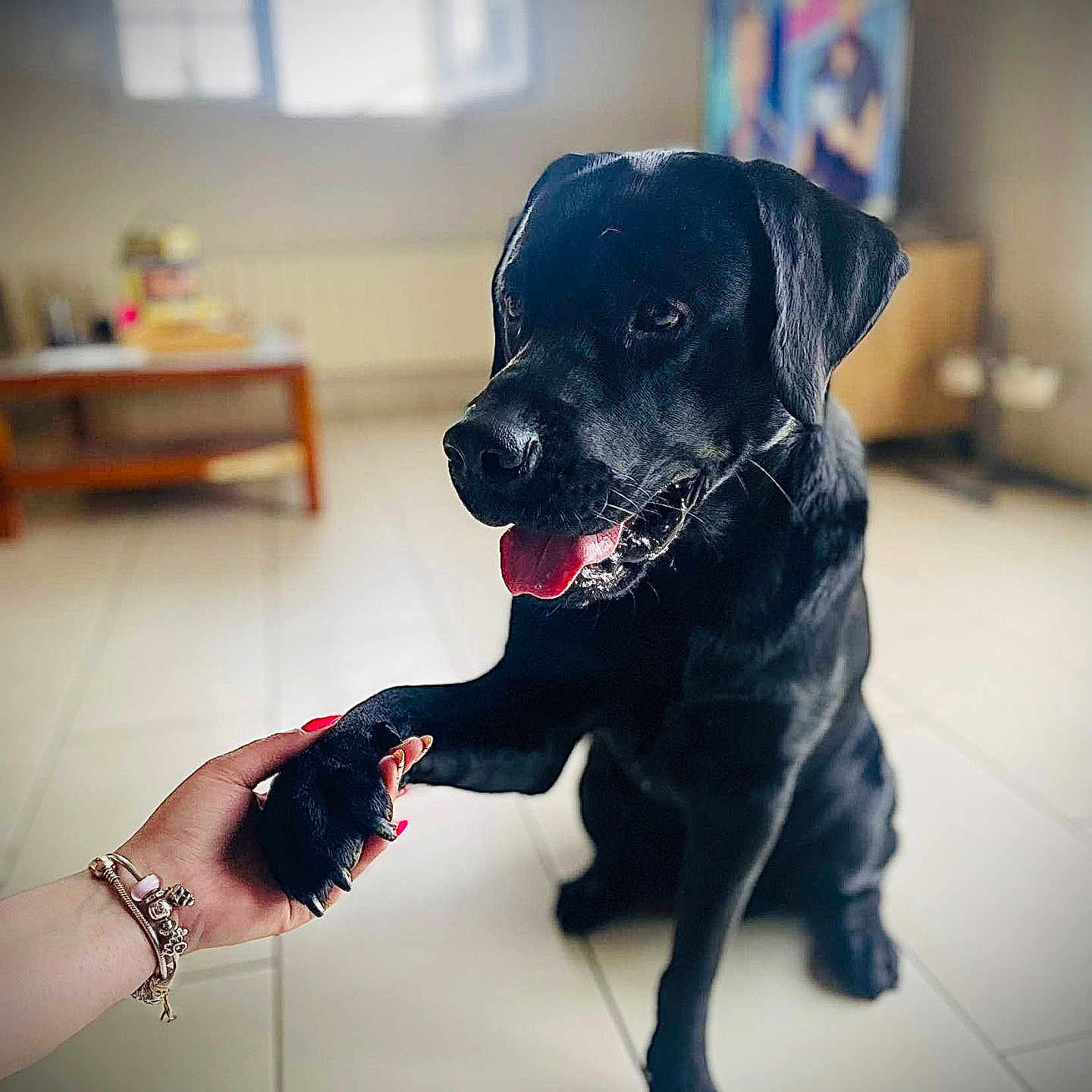 Marley participe au concours pour gagner de l'argent avec cette photo : accessories, animal, bodypart, bracelet, canine, dog, face, finger, hand, head, indoors, jewelry, labradorretriever, person, pet, photography, portrait, puppy, ring, wristwatch