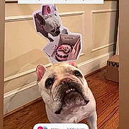 Tela is registered to the contest to win money with this photo: animal, birthday, box, brown_floor, cake, cute, cutout, decorative_molding, dog, french_bulldog, funny, humor, indoor, looking_up, pet, social_media, text_overlay, wall, white_dog, wood_floor