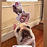 animal, birthday, box, brown_floor, cake, cute, cutout, decorative_molding, dog, french_bulldog, funny, humor, indoor, looking_up, pet, social_media, text_overlay, wall, white_dog, wood_floor