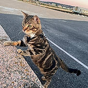 Simba participe au concours pour gagner de l'argent avec cette photo : cat, tabby, leash, outdoor, pavement, stone_ledge, curious, sunset, industrial, building, animal, pet, feline, standing, whiskers, ears, tail, green_eyes, fur, nature