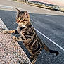 cat, tabby, leash, outdoor, pavement, stone_ledge, curious, sunset, industrial, building, animal, pet, feline, standing, whiskers, ears, tail, green_eyes, fur, nature
