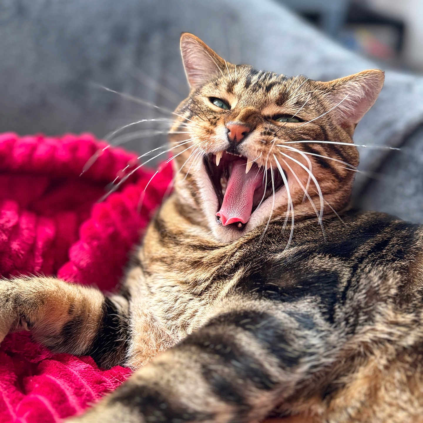 Simba