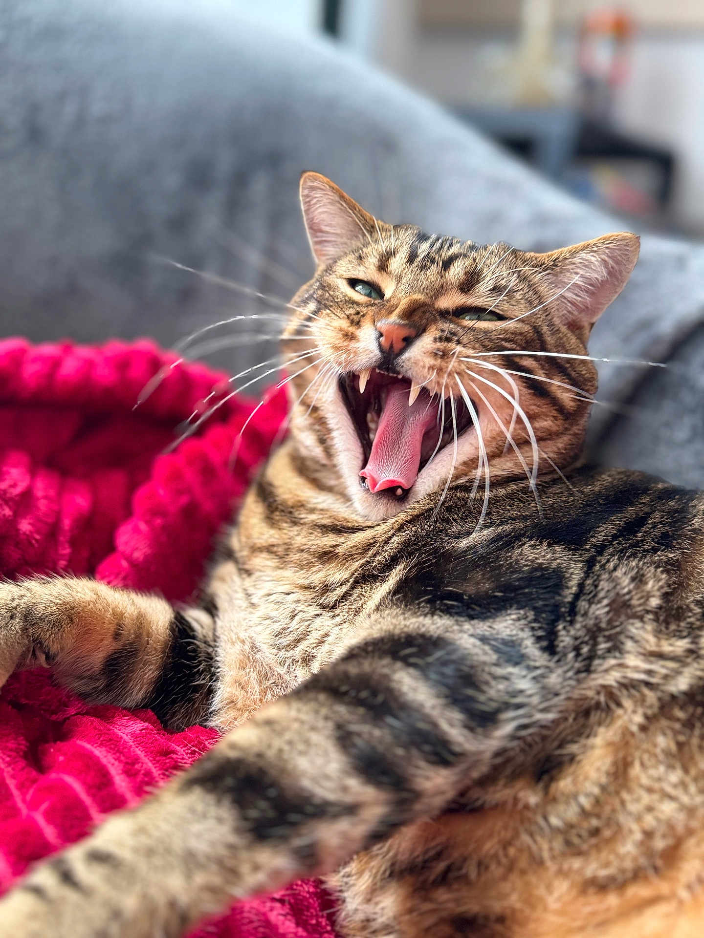 Simba participe au concours pour gagner de l'argent avec cette photo : cat, tabby, yawning, whiskers, teeth, red_blanket, knitted_blanket, gray_couch, feline, pet, indoor, closeup, relaxed, fur, mouth_open, tongue, cozy, home, animal, cute