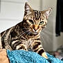 Simba participe au concours pour gagner de l'argent avec cette photo : cat, tabby, animal, pet, feline, close_up, whiskers, green_eyes, fur, striped, indoor, blanket, soft_texture, curious, portrait, domestic, cozy, focus, background_blur, resting