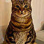 Simba a rejoint le concours — aidez-le/la à gagner de superbes lots ! cat, tabby, pet, animal, feline, whiskers, ears, fur, sitting, stool, closeup, portrait, indoor, curious, looking, domestic, mammal, cute, striped, eyes