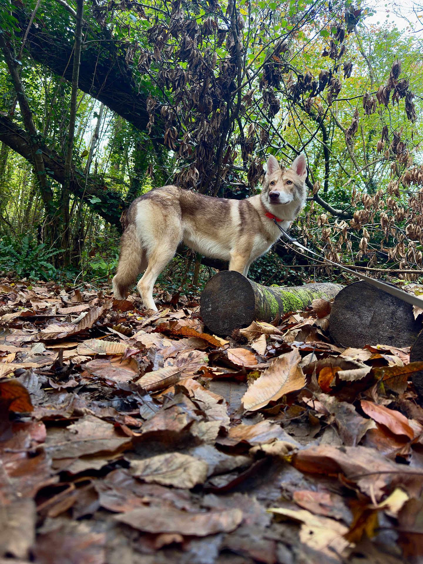Aokiji a rejoint le concours — aidez-le/la à gagner de superbes lots ! dog, forest, autumn, leaves, log, tree, nature, outdoor, canine, moss, brown, green, animal, pet, woods, fall, fur, collar, standing, alert