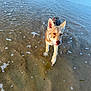 Aokiji participe au concours pour gagner de l'argent avec cette photo : dog, water, beach, sand, sea_foam, animal, pet, canine, outdoor, nature, shallow_water, walking, curious, paw, ears, snout, fur, daylight, coast, shore