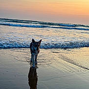 Aokiji participe au concours pour gagner de l'argent avec cette photo : dog, beach, sunset, water, waves, reflection, sand, ocean, animal, outdoor, nature, sky, shore, twilight, canine, pet, coast, serene, landscape, quiet