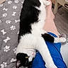 Merlin a rejoint le concours — aidez-le/la à gagner de superbes lots ! cat, black_and_white, pet, animal, lying_down, relaxed, indoor, blanket, paw_prints, bones_pattern, leg, blue_shorts, floor, furniture, cozy, resting, whiskers, fur, cute, companion