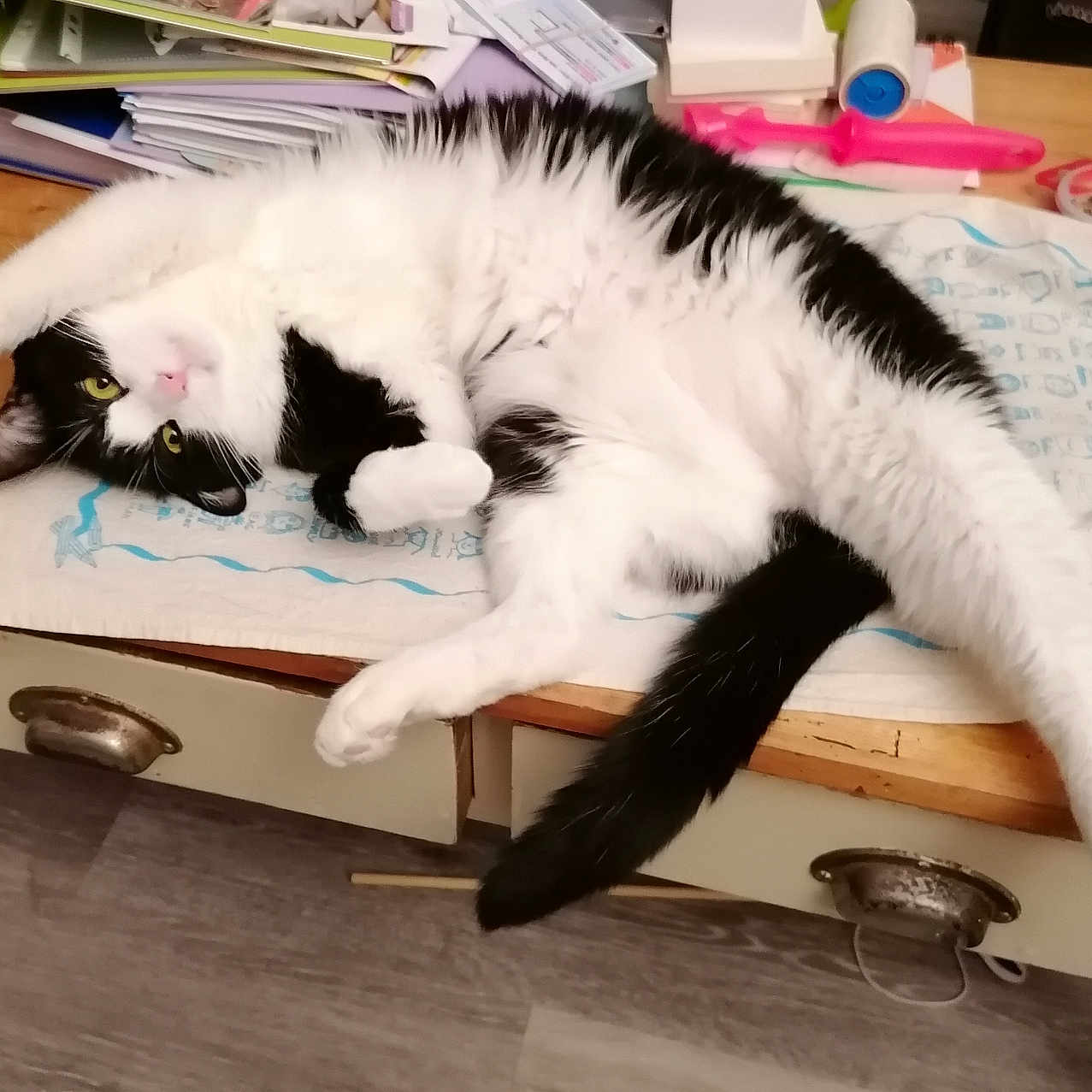 Merlin a rejoint le concours — aidez-le/la à gagner de superbes lots ! cat, black_and_white, stretching, desk, wooden_table, papers, folders, stationery, relaxed, indoor, pet, animal, claws, tail, whiskers, yellow_eyes, lying_down, home, feline, cute