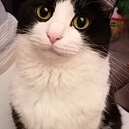 Merlin a rejoint le concours — aidez-le/la à gagner de superbes lots ! cat, black_and_white, green_eyes, pet, domestic_cat, whiskers, fur, sitting, indoor, curious, close_up, portrait, animal, cute, feline, household, soft_light, background_blur, pink_nose, ears