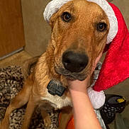 Rory joined the competition — help win amazing prizes! animal, blanket, brown_dog, canine, christmas, close_up, companion, cute, dog, domestic_animal, fur, hand, holiday, indoor, leopard_print, mammal, pet, portrait, santa_hat, warm