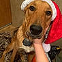 animal, blanket, brown_dog, canine, christmas, close_up, companion, cute, dog, domestic_animal, fur, hand, holiday, indoor, leopard_print, mammal, pet, portrait, santa_hat, warm