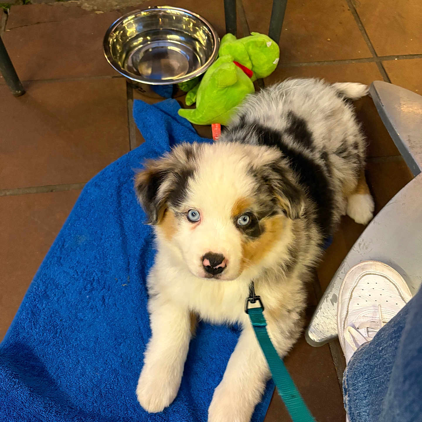 Arrow participe au concours pour gagner de l'argent avec cette photo : animal, blue_eyes, cute, dog, domestic, floor, furry, indoor, jeans, leash, looking_up, pet, puppy, resting, tile, towel, toy, water_bowl, white_sneakers, young_dog