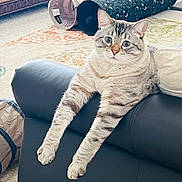 Finn joined the competition — help win amazing prizes! cat, blue_eyes, fluffy, long_legs, couch, black_couch, indoor, carpet, cat_tunnel, patterned_carpet, relaxed, pet, animal, feline, domestic_cat, whiskers, ears, paws, home, cute