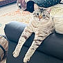 cat, blue_eyes, fluffy, long_legs, couch, black_couch, indoor, carpet, cat_tunnel, patterned_carpet, relaxed, pet, animal, feline, domestic_cat, whiskers, ears, paws, home, cute