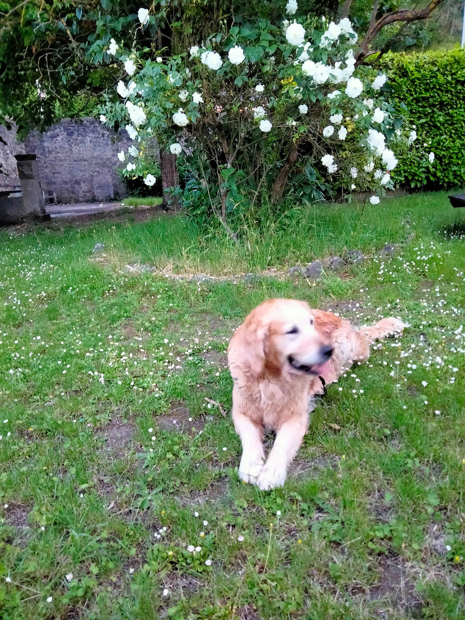 Thalie participe au concours pour gagner de l'argent avec cette photo : canidae, carnivore, companion_dog, dog, dog_breed, fawn, flower, garden, grass, groundcover, gun_dog, landscaping, lawn, plant, retriever, shrub, sporting_group, tail, tree, yard