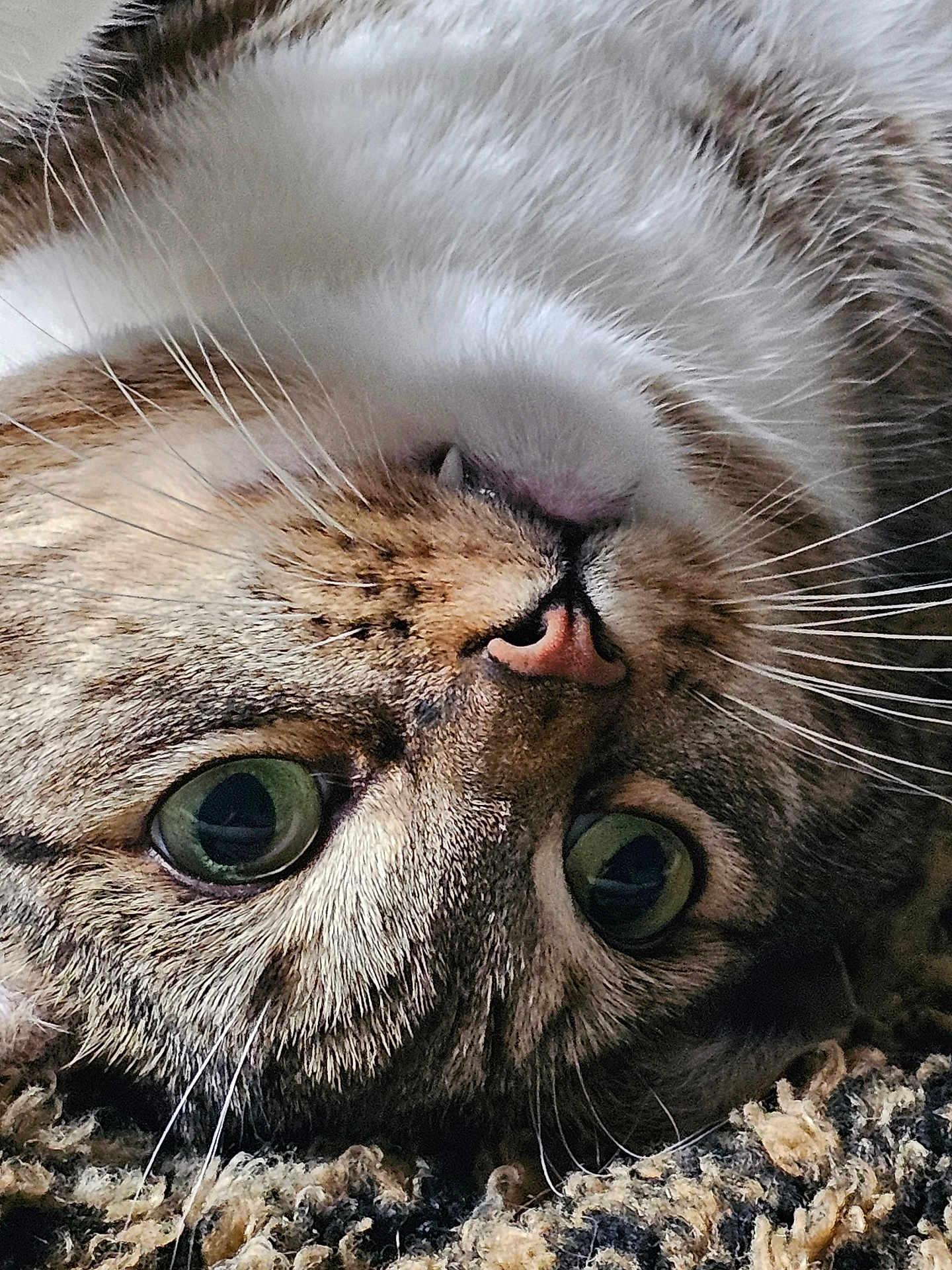 Houdini