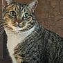 Houdini is registered to the contest to win money with this photo: cat, tabby, green_eyes, white_chest, close_up, indoor, pet, feline, curious, whiskers, ears, fur, portrait, animal, domestic_cat, sitting, looking, face, texture, background