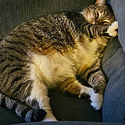 Houdini is registered to the contest to win money with this photo: cat, tabby, pet, sleeping, couch, furniture, cozy, fur, whiskers, paw, relaxed, indoor, cute, animal, mammal, striped, resting, closeup, comfort, home