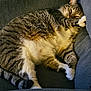 cat, tabby, pet, sleeping, couch, furniture, cozy, fur, whiskers, paw, relaxed, indoor, cute, animal, mammal, striped, resting, closeup, comfort, home