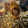Jim Tom is registered to the contest to win money with this photo: animal, brown_dog, cozy, curly_fur, cute, dog, floor, furniture, hat, home, indoor, knit_hat, living_room, looking_up, patterned_rug, pet, rug, trunk, warm_lighting, wood_floor