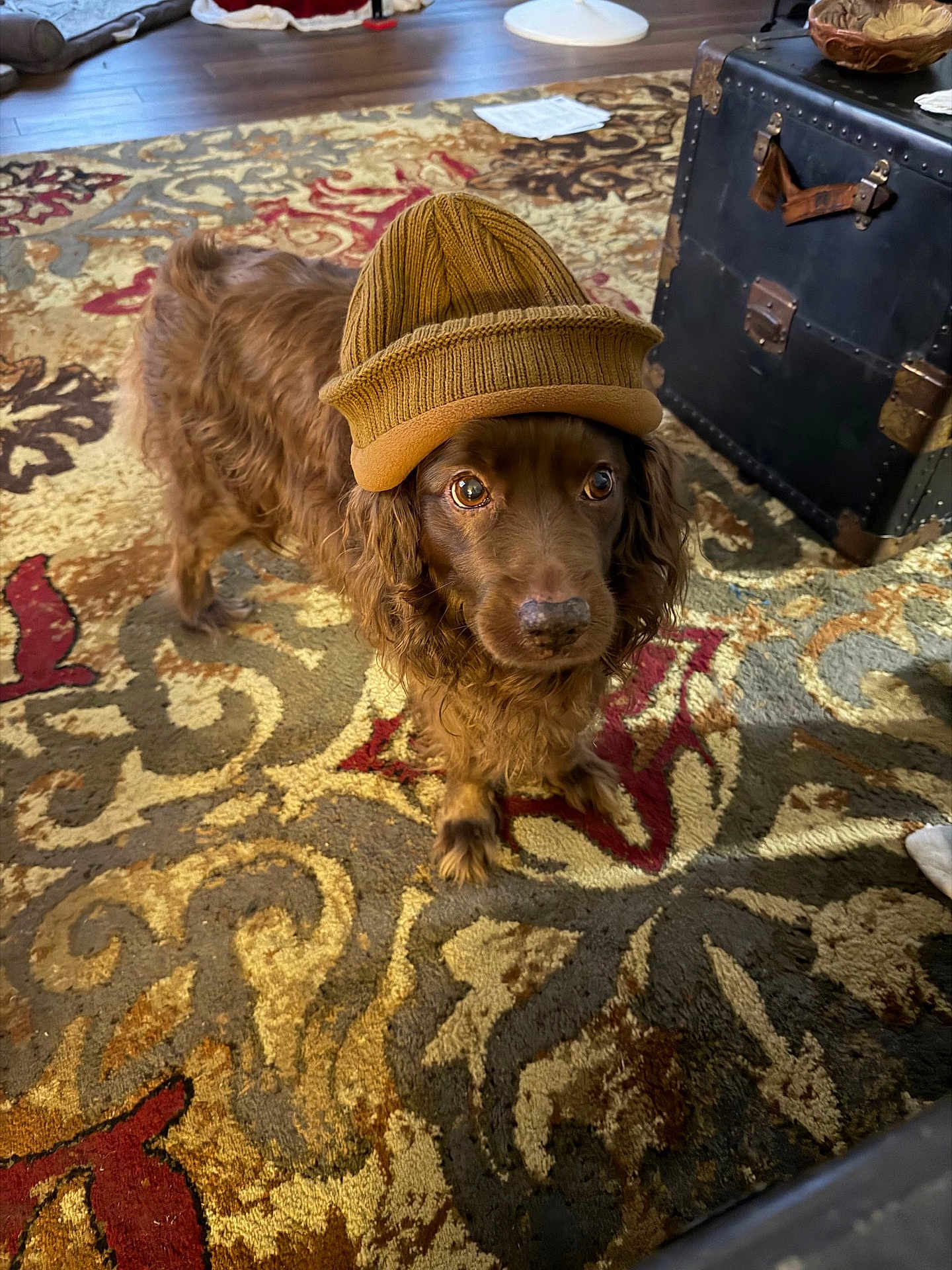 Jim Tom is registered to the contest to win money with this photo: animal, brown_dog, cozy, curly_fur, cute, dog, floor, furniture, hat, home, indoor, knit_hat, living_room, looking_up, patterned_rug, pet, rug, trunk, warm_lighting, wood_floor