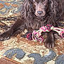 animal, brown_dog, carpet, close_up, cute, dog, domestic_animal, floor, fur, fur_texture, home, indoor, looking, lying_down, paw, pet, playing, relaxed, rope_toy, toy
