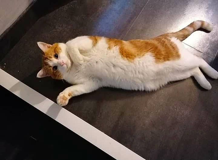 Youyou participe au concours pour gagner de l'argent avec cette photo : carnivore, cat, comfort, domestic_short_haired_cat, facial_expression, felidae, fur, paw, small_to_medium_sized_cats, snout, tail, terrestrial_animal, vertebrate, whiskers