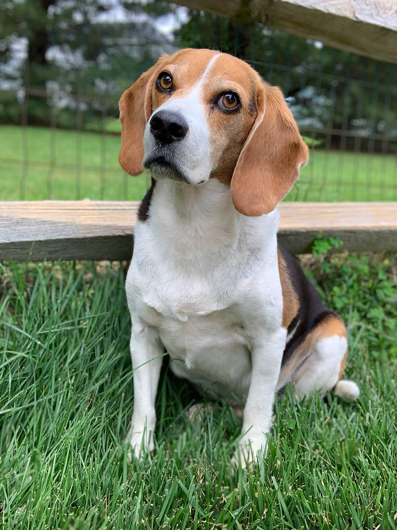 Brady joined the competition — help win amazing prizes! american_foxhound, artois_hound, beagle, beagle_harrier, canidae, carnivore, companion_dog, dog, dog_breed, english_foxhound, estonian_hound, finnish_hound, hamiltonstovare, harrier, mammal, pocket_beagle, serbian_tricolour_hound, snout, treeing_walker_coonhound, vertebrate