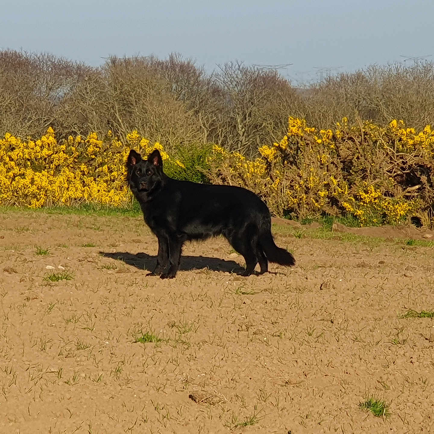 Akira a rejoint le concours — aidez-le/la à gagner de superbes lots ! animal, canine, cockerspaniel, dog, field, flower, germanshepherd, grass, grassland, labradorretriever, lion, nature, outdoors, panther, pet, plant, puppy, silhouette, soil, vegetation