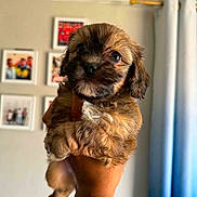 Theodore is registered to the contest to win money with this photo: puppy, dog, hand, tattoo, indoor, curtain, framed_photos, wall, cute, pet, animal, brown_fur, portrait, small, young, holding, looking, adorable, cozy, home