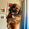 puppy, dog, hand, tattoo, indoor, curtain, framed_photos, wall, cute, pet, animal, brown_fur, portrait, small, young, holding, looking, adorable, cozy, home
