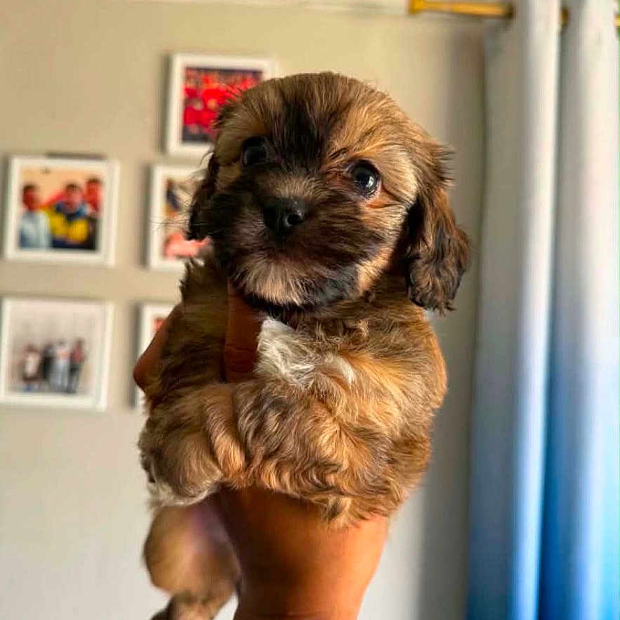 Theodore