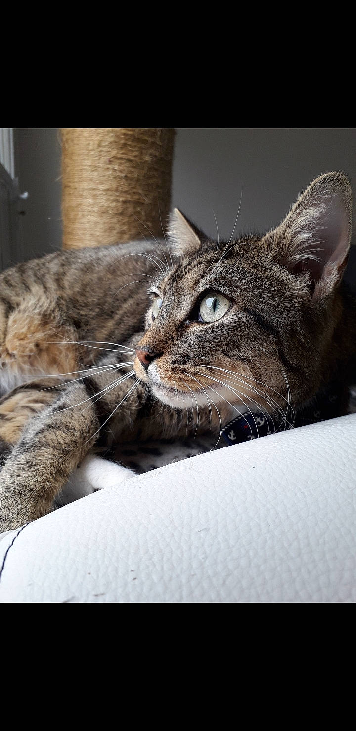 Daryl participe au concours pour gagner de l'argent avec cette photo : american_shorthair, asian, california_spangled, carnivore, cat, close_up, domestic_short_haired_cat, dragon_li, ear, european_shorthair, eye, felidae, kitten, mammal, ocicat, pixie_bob, small_to_medium_sized_cats, snout, tabby_cat, whiskers