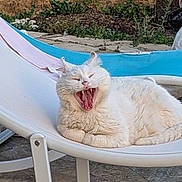 Lily a rejoint le concours — aidez-le/la à gagner de superbes lots ! animal, cat, chair, daytime, fluffy, fur, garden, lounging, mouth_open, nature, outdoor, pet, pool, relaxing, resting, summer, sunlight, whiskers, white_cat, yawning