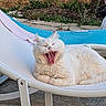 animal, cat, chair, daytime, fluffy, fur, garden, lounging, mouth_open, nature, outdoor, pet, pool, relaxing, resting, summer, sunlight, whiskers, white_cat, yawning