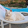 Lily a rejoint le concours — aidez-le/la à gagner de superbes lots ! animal, calm, cat, chair, cute, domestic_cat, feline, fluffy, garden, greenery, lounging, mesh_chair, nature, outdoor, pastel_colors, pet, relaxation, resting, sunlight, white_cat