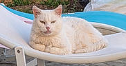 Lily a rejoint le concours — aidez-le/la à gagner de superbes lots ! animal, calm, cat, chair, closeup, cozy, cute, domestic_animal, feline, fluffy, fur, garden, mammal, nature, outdoor, pet, relaxed, resting, sunlight, white_cat
