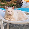 animal, calm, cat, chair, closeup, cozy, cute, domestic_animal, feline, fluffy, fur, garden, mammal, nature, outdoor, pet, relaxed, resting, sunlight, white_cat