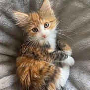 Vaya a rejoint le concours — aidez-le/la à gagner de superbes lots ! adorable, animal, calico, cat, cozy, curled_up, cute, feline, fluffy, fur, gray_blanket, indoor, kitten, looking_at_camera, pet, resting, small_animal, soft_blanket, whiskers, young_cat