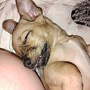 Sid is registered to the contest to win money with this photo: dog, puppy, sleeping, blanket, fur, closeup, pet, cute, cozy, snuggle, teeth, nose, ear, whiskers, indoor, resting, furry, toy, nap, relaxed